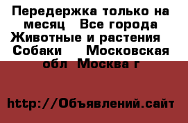 Передержка только на месяц - Все города Животные и растения » Собаки   . Московская обл.,Москва г.